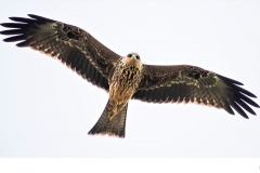 Look, Up In The Sky - Adrian Fisher (Commended - Set Subj B Grade - 13 May 2021 PRNT)