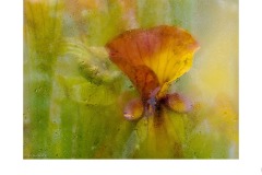 Orchid behind glass - Colette Gaughran (Highly Commended - Open B Grade - 13 May 2021 PRNT)