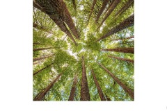 Otway Forest - Lesley Bretherton (Commended - Set Subj A Grade - 13 May 2021 PRNT)