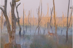 Foggy-wetlands-Kaye-Linsdell-Best-Open-B-Grade-Print-13-Oct-2022