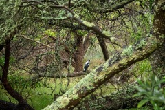 Magpie-in-Fairyland-Kaye-Linsdell-Commended-Open-B-Grade-Print-14-Apr-2022