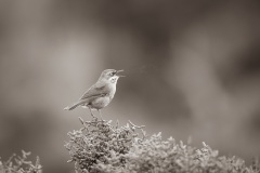 White-browed-Scrubwren-Paul-Dodd-Commended-Set-Subject-A-Grade-Print-14-Apr-2022