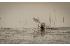 Bird-In-Water-Robin-Tully-Commended-Open-B-Grade-Print-14-Jul-2022
