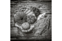 Seaside-Still-Life-Russell-Spence-Best-Set-Subject-B-Grade-Print-14-Jul-2022