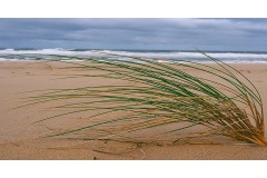 beach-grass-Lee-Anne-Thomson-Commended-Open-B-Grade-Print-14-Jul-2022