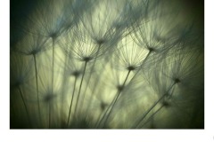 Mystical. - James Mexias (Commended - Open B Grade - 14 May 2020 PDI)