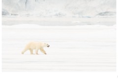 Lone hunter - Gary Richardson (Commended - Open A Grade - 14 May 2020 PDI)