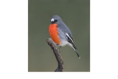 Flame robin - Kyffin Lewis (Commended - Open A Grade - 14 May 2020 PDI)