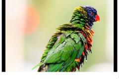 Bird Colours - Antonio Cobucci (Commended - Set Subj B Grade - 14 May 2020 PDI)