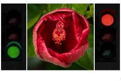 Red and Green - Robert Fairweather (Commended - Set Subj A Grade - 14 May 2020 PDI)