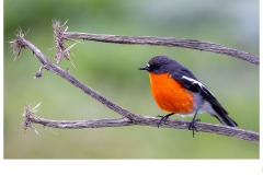 Flame Robin Tanunda Wetland - Harry Clarke (Highly Commended - Open B Grade - 14 Oct 2021 Print via PDI)