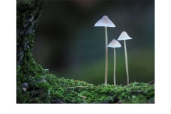 Fungi Trio - Marg Huxtable (Highly Commended - Open A Grade - 14 Oct 2021 Print via PDI)