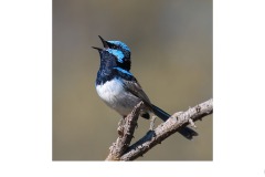 In Song - Nicole Andrews (Commended - Open A Grade - 14 Oct 2021 Print via PDI)