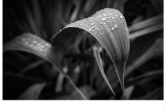 Pointy Leaf - Bob Warfield (Highly Commended - Set Subj A Grade - 14 Oct 2021 Print via PDI)
