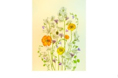 Poppies and Sweet Pea - Lesley Bretherton (Commended - Open A Grade - 14 Oct 2021 Print via PDI)
