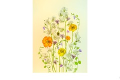 Poppies and Sweet Pea - Lesley Bretherton (Commended - Open A Grade - 14 Oct 2021 Print via PDI)