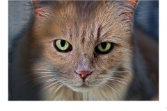 Tiger - Ian Bock (Commended - Open A Grade - 14 Oct 2021 Print via PDI)