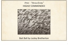 2019 Awards Presentations