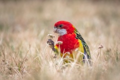 Best-PDI-2019-EoY.Awarded.Nature.Kyffin-Lewis.Eastern-Rosella-Feeding.S0546.U0141.I0465