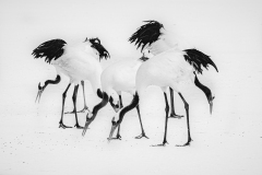 Monochrome.Awarded.Highly-Commended.Lesley-Bretherton.Red-Crowned-Cranes.S0178.U0119.I0781