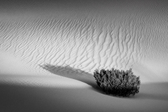 Monochrome.Awarded.Highly-Commended.Nicole-Andrews.Survival.S0956.U0011.I0569