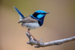 Nature.Awarded.Highly-Commended.Kyffin-Lewis.Fairywren.S0449.U0141.I0494