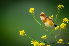 Nature.Awarded.Highly-Commended.Paul-Dodd.Golden-headed-Cisticola.S0769.U0289.I0697