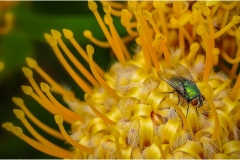 Open.Awarded.Highly-Commended.Ian-Bock.Green-Fly.S0262.U0077.I0622