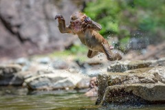 Open.Awarded.Highly-Commended.Kyffin-Lewis.Snow-Monkey.S0746.U0141.I0467