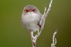 Open.Awarded.Winner.Kyffin-Lewis.Staring-Wren.S0446.U0141.I0464