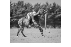 Silky skills - Graeme Diggle (Commended - Open B Grade - Feb 2019 PDI)