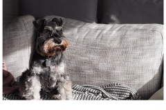 Guard Dog - Kitty Chan (Commended - Open B Grade - Feb 2019 PDI)