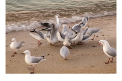 Feeding Frenzy - Belle Tweedale (Commended - Open B Grade - Feb 2019 PDI)