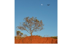 Soaring - Kerrie Matthee (Highly Commended - Open B Grade - Feb 2019 PDI)