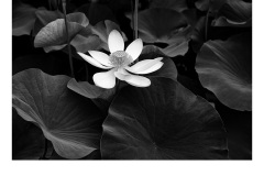 Rise Above - Melissa Jane Cachia (Commended - Open B Grade - Feb 2019 PDI)