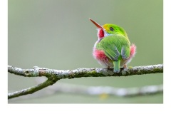 Cuban Tody - Paul Dodd (Best - Open B Grade - Feb 2019 PDI)