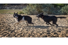 Two Dogs - Robert Fairweather (Commended - Open A Grade - Feb 2019 PDI)