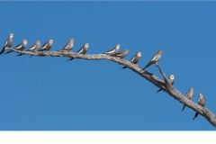 Cockateils - Robert Fairweather (Commended - Open A Grade - Feb 2019 PDI)