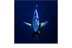 Aquatic Eye Contact - Jane Barnes (Highly Commended - Open A Grade - Feb 2019 PDI)