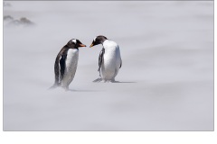 Sand storm - Gary Richardson (Highly Commended - Open A Grade - Feb 2019 PDI)