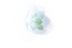 Hydrangea - Annette Donald (Commended - Open A Grade - Feb 2019 PDI)