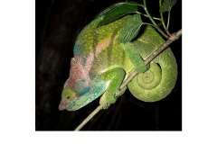 O'Shaughnessy's Chameleon - Annette Donald (Commended - Open A Grade - Feb 2019 PDI)