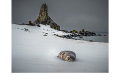 Weddell Seal Half Moon Island - Lesley Bretherton (Commended - Open A Grade - Feb 2019 PDI)