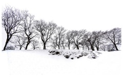 Winter Treescape - Peter Walton (Commended - Open A Grade - Feb 2019 PDI)