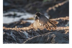 Grey Fantail - Jerzy Alexander Lau (Commended - Open A Grade - Feb 2019 PDI)