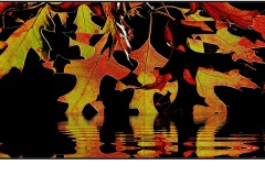 A Reflection of Leaves - John Spring (Commended - Open A Grade - Feb 2019 PDI)