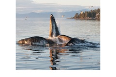 Whale bubble net fishing - Margaret Zommers (Commended - Open A Grade - Feb 2019 PDI)