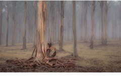 Shedding Gum - Daryl Lynch (Highly Commended - Open A Grade - Feb 2019 PDI)