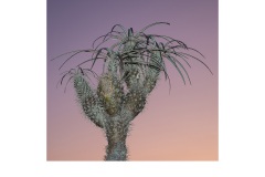 Dusk - Alan Donald (Highly Commended - Open A Grade - Feb 2019 PDI)