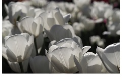 White Tulips - Kitty Chan (Commended - Set Subject - Shadows - Feb 2019 PDI)